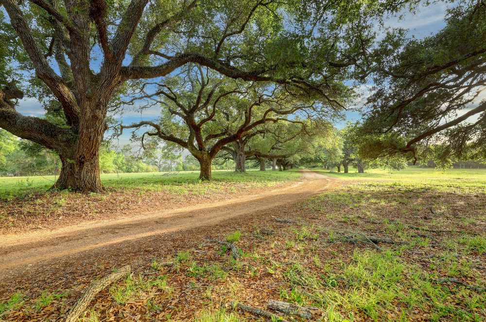 Mature live oak canopy along a path in Magnolia, Texas.